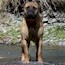 Darvo - 03 Years