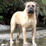 Darvo - 04 Years