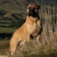 Darvo - 04.5 Years