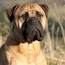 Darvo - 04.5 Years