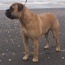 Darvo - 04.5 Years