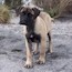 Fern - 15 Weeks