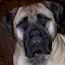 Fern - 14 Months