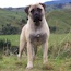 Fern - 14.5 Months