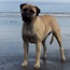 Fern - 17 Months