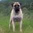 Fern - 19 Months