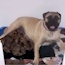 Fern - 24 Months