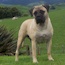 Fern - 31 Months