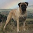 Fern - 03.5 Years