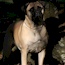 Fern - 04 Years