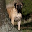 Fern - 04 Years