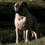 Fern - 04 Years