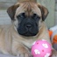 Gracie - 07 Weeks