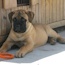 Gracie - 10 Weeks