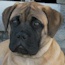 Gracie - 13 Weeks