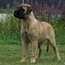 Gracie - 18 Weeks