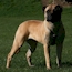 Gracie - 09 Months