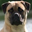 Gracie - 12 Months