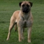 Gracie - 12 Months