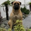 Gracie - 13 Months