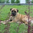 Gracie - 10 Weeks
