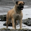 Gracie - 12 Months