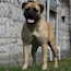 Gracie - 12 Months