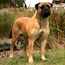Gracie - 12 Months