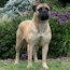 Gracie - 13.5 Months