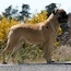 Gracie - 10 Weeks