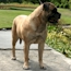 Gracie - 12 Months