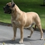 Gracie - 12 Months