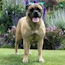 Gracie - 13 Months