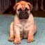 Haplo - 06 Weeks