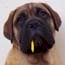 Haplo - 13 Weeks