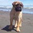 Haplo - 20 Weeks