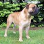 Haplo - 18 Months