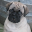 Honor - 06 Weeks