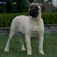 Honor - 20 Weeks