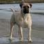 Honor - 10 Months