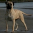 Honor - 10 Months
