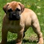 Laszlo - 04 Weeks