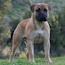 Laszlo - 08.5 Weeks