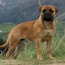 Laszlo - 06.5 Months
