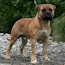 Laszlo - 11 Months