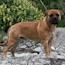 Laszlo - 12 Months