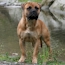 Laszlo - 12 Months