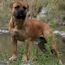 Laszlo - 06 Weeks