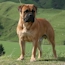 Laszlo - 06.5 Months