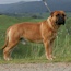 Laszlo - 12 Months